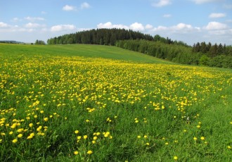 Frühling im Erzgebirge (Foto: DECKERWEB)